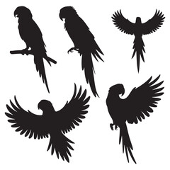 Vector parrot silhouettes of amazon jungle isolated on white background