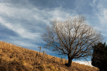 albero secco e spoglio su un pendio erboso di una montagna in primo piano, di giorno, con cielo azzurro, velato da leggere nuvole bianche, in autunno