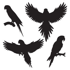 Obraz premium Vector parrot silhouettes of amazon jungle isolated on white background