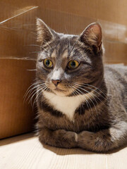 Cute tabby cat laying by a cardboard box. Cat portrait. Curious and playful.