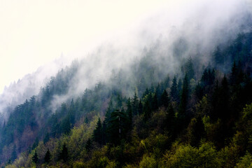 Low hanging fog slowly descends over a mountainside covered in lush green vegetation and pine trees, creating a mystical and atmospheric scene