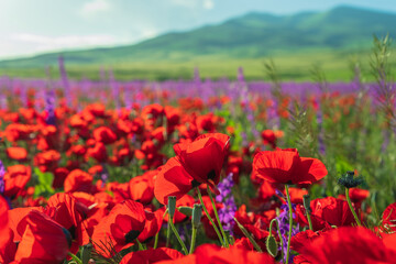 Field of red poppies, spring bloom