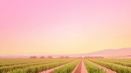 Obraz premium Vibrant Pink and Yellow Striped Orchard at Sunset with Soft Haze over Farmland Horizon - Ultra-Detailed Cinematic Image