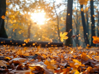 Golden maple leaves falling on an autumn forest floor with warm sun rays