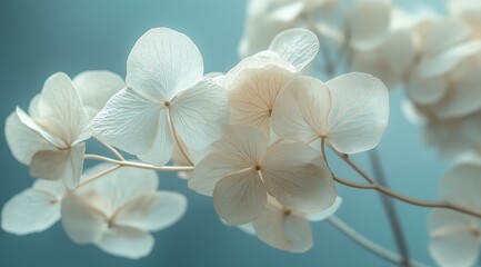 Serene Delicate Hydrangea Blooms Closeup Photography Teal Background