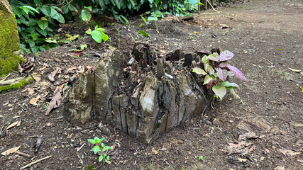 Tree stump with young shoots surrounded by loose moist soil