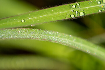 Algumas folhas de capim molhado com gotas de chuva.