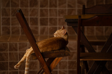 Um gato ruivo deitado, descansando na cadeira de madeira na varanda da casa.