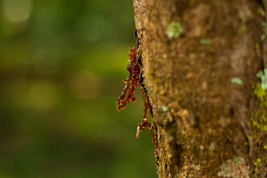Detalhe de tronco de &aacute;rvore com manchas de liquen, com por&ccedil;&atilde;o de seiva endurecida e transl&uacute;cida.