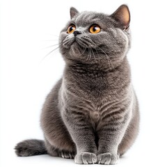 Charming Gray Cat with Striking Orange Eyes Sitting Gracefully Against a Clean White Background, Capturing the Essence of Playful Elegance and Feline Beauty in Every Detail
