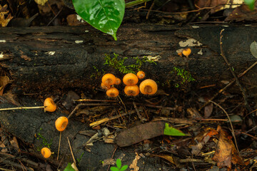 Proliferação de certo tipo de fungo de cor laranjada, em um tronco morto com musgo, no chão de...
