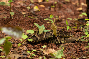 Uma cobra enrolada no chão, camuflada, com a cabeça levantada, pronta para o bote. jararaca caiçaca.  bothrops moojeni.