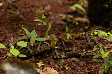 Uma cobra enrolada no chão, camuflada, com a cabeça levantada, pronta para o bote. jararaca caiçaca.  bothrops moojeni.