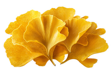 Naklejka premium Bright yellow ginkgo leaves arranged beautifully