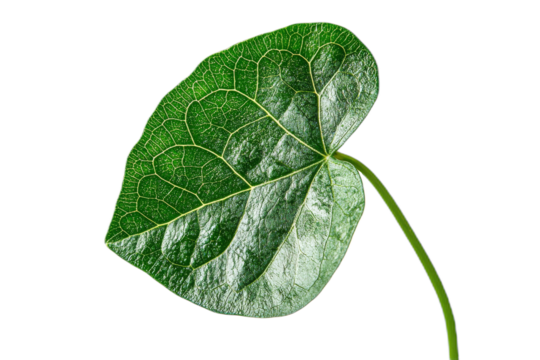 Green leaf with detailed veins and smooth texture