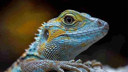 Fototapeta premium A colorful lizard with turquoise and orange scales is perched on a rock, its textured skin and intricate patterns clearly visible. The background is softly blurred 