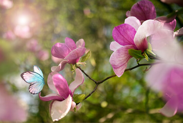 Spring background with blooming pink magnolia flowers and flying butterfly.