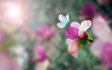 Spring background with blooming pink magnolia flowers and flying butterfly.