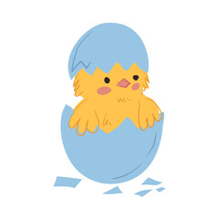 Chick Hatching from Blue Egg