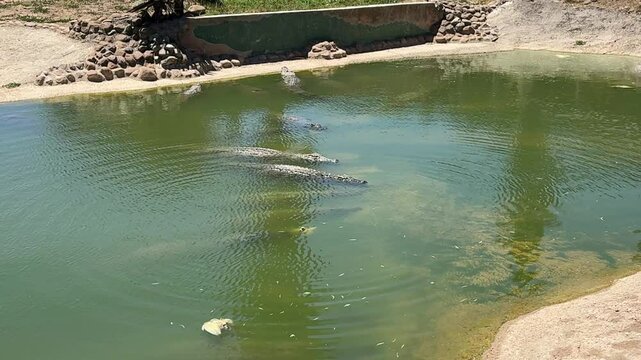 Nile crocodiles bathing in a body of water at a crocodile park near Cape Town.