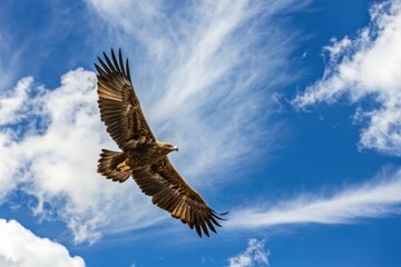 Obraz premium A majestic golden eagle soaring above a vast expanse of blue sky with wispy white clouds, freedom, flight