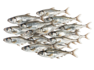 Isolated School of Silver Fish