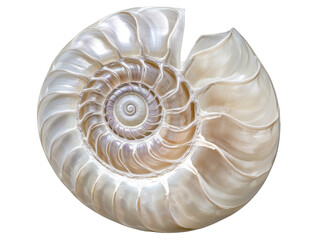 Isolated Iridescent Nautilus Shell