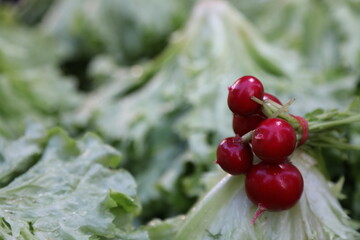 vegetable