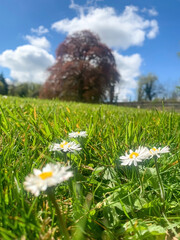Low-angle view of The Autograph Tree at Coole Park, with daisies in the foreground on a sunny day.