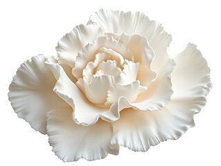 Isolated White Rose Flower Close-up
