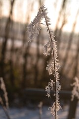 Halm mit Eiskristallen im Winter.