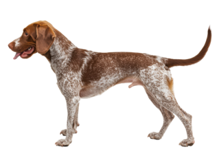 Isolated Brown and White Pointer Dog Standing
