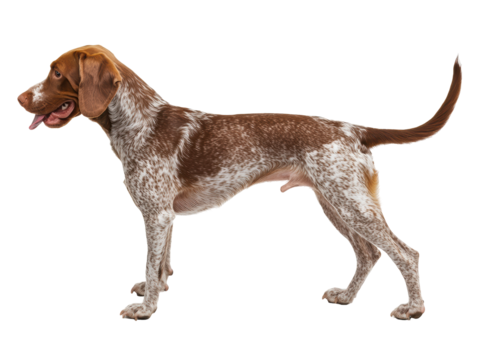 Isolated Brown and White Pointer Dog Standing