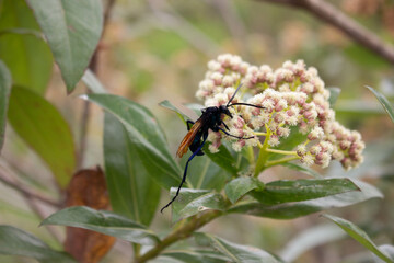 Gran Avispa de color negro con alas naranjas sobre pequeñas flores