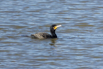 Phalacrocorax carbo, cormorano comune dal piumaggio arabescato.