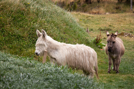 par de asnos o burros peludos de paramo, pastando sobre una colina