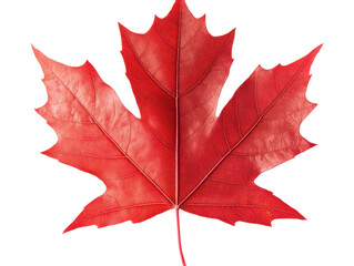 Isolated Red Maple Leaf Close-up
