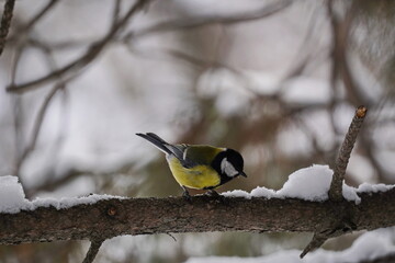 A titmouse sits on a branch in the park. Winter time.