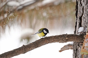 A titmouse sits on a branch in the park. Winter time.