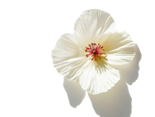 Isolated White Hibiscus Flower with Red Center