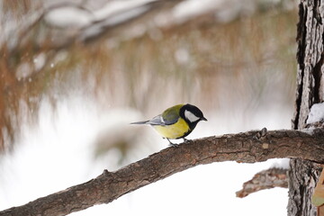 A titmouse sits on a branch in the park. Winter time.