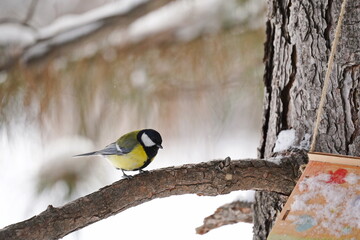 A titmouse sits on a branch in the park. Winter time.