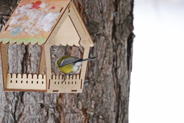 A titmouse sits on a branch in the park. Winter time.