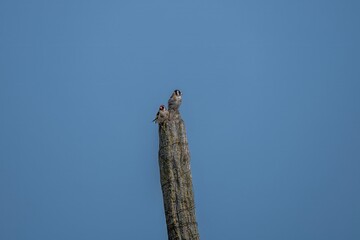 goldfinches perched on a wooden post with blue sky in the background