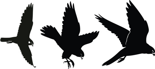 eagle vector illustration