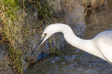 Garzetta a caccia di pesci nel rio vicino casa.