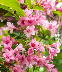 Obraz premium Pink flowers with a bee among vibrant green foliage in a garden