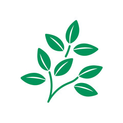 green leaves isolated on white background