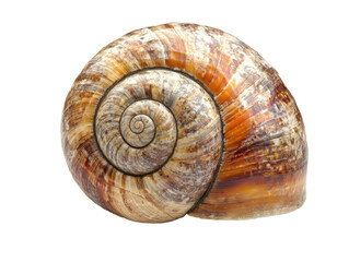 Isolated Snail Shell with Brown Pattern