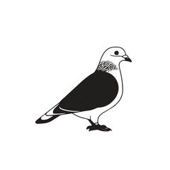 create a vector style simple the pigone white background

